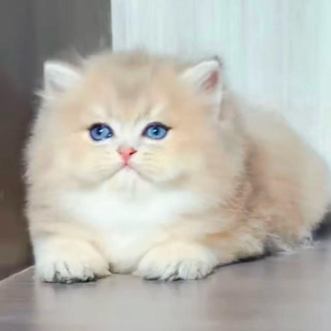 巧萌矮脚猫