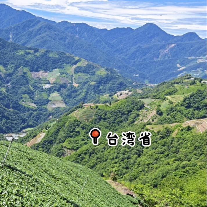 台灣大禹嶺茶園