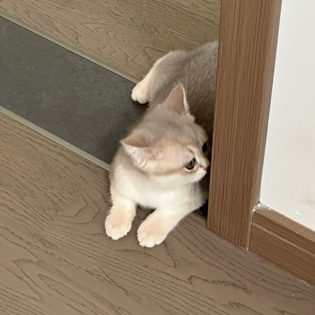金跳跳不爱笑