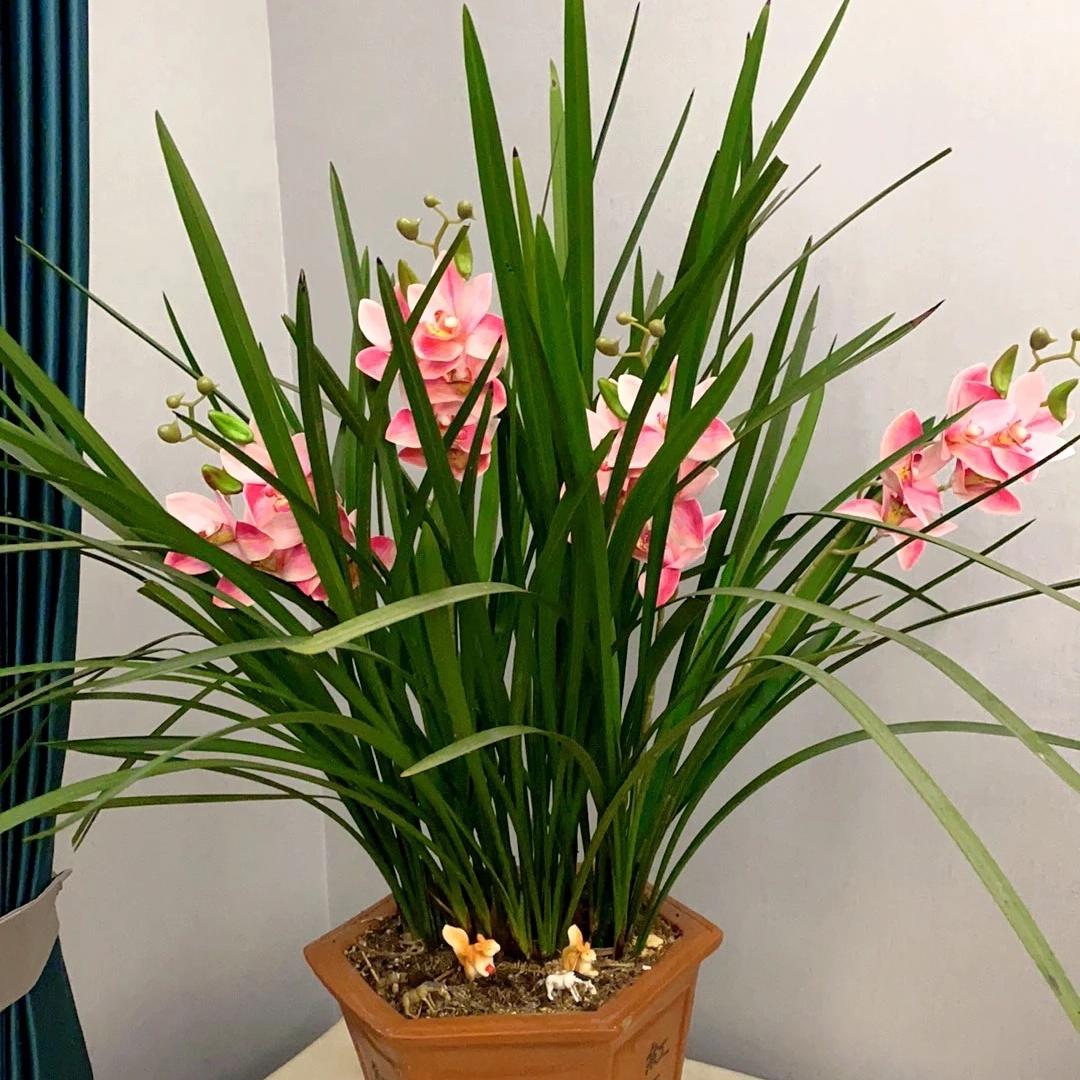 花之韵小院