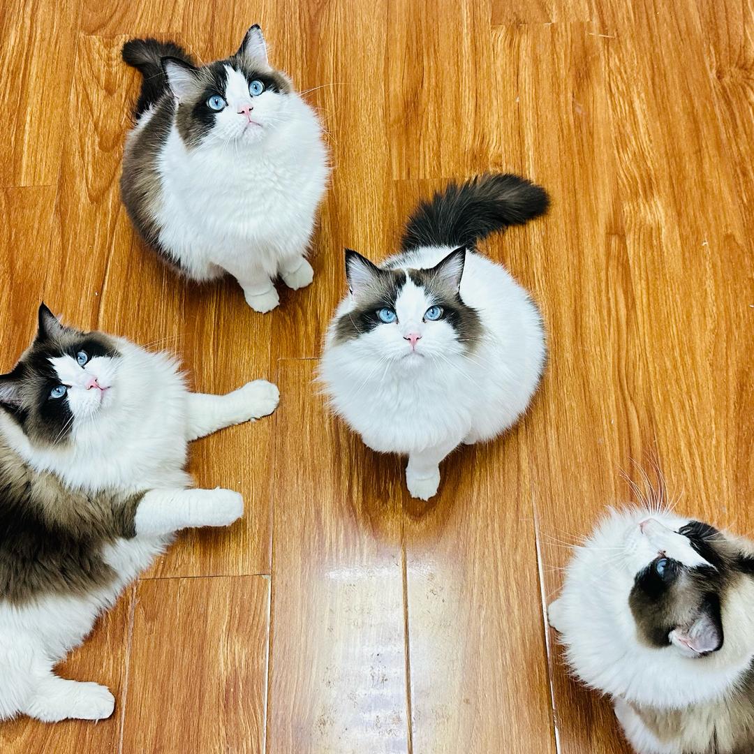 猫咪不爱吃鸭头🩵
