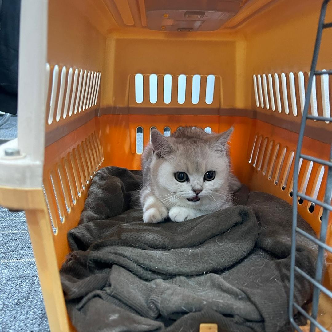单吊食胡先生