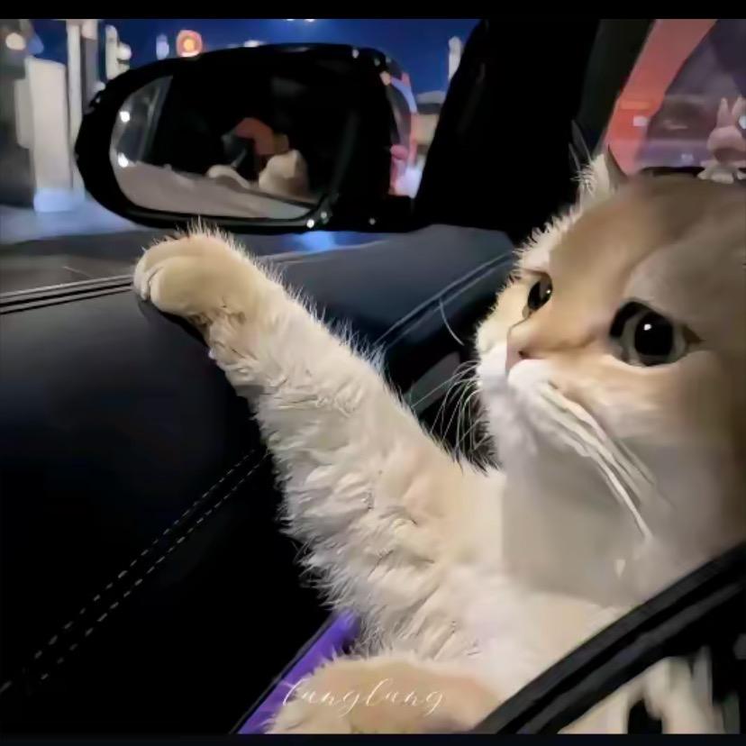 @A猪$猪
