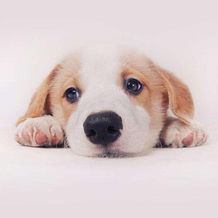 狗哥宠物