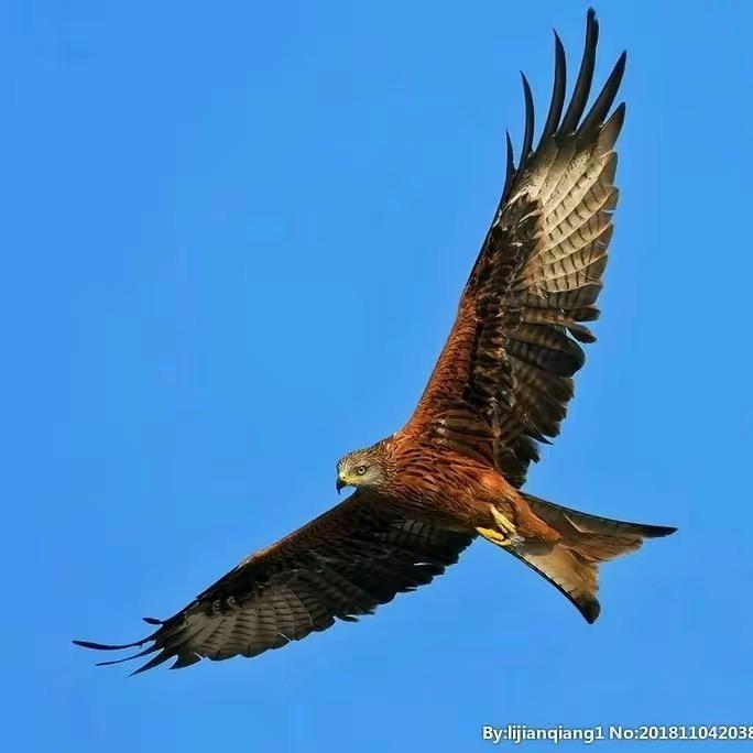 康巴孩子旋子娃