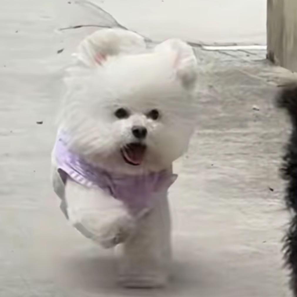 小羊炖土豆