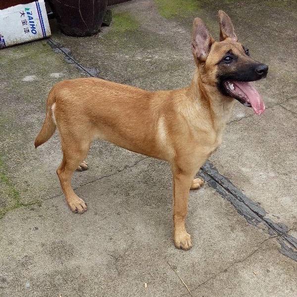 马犬养殖大队长