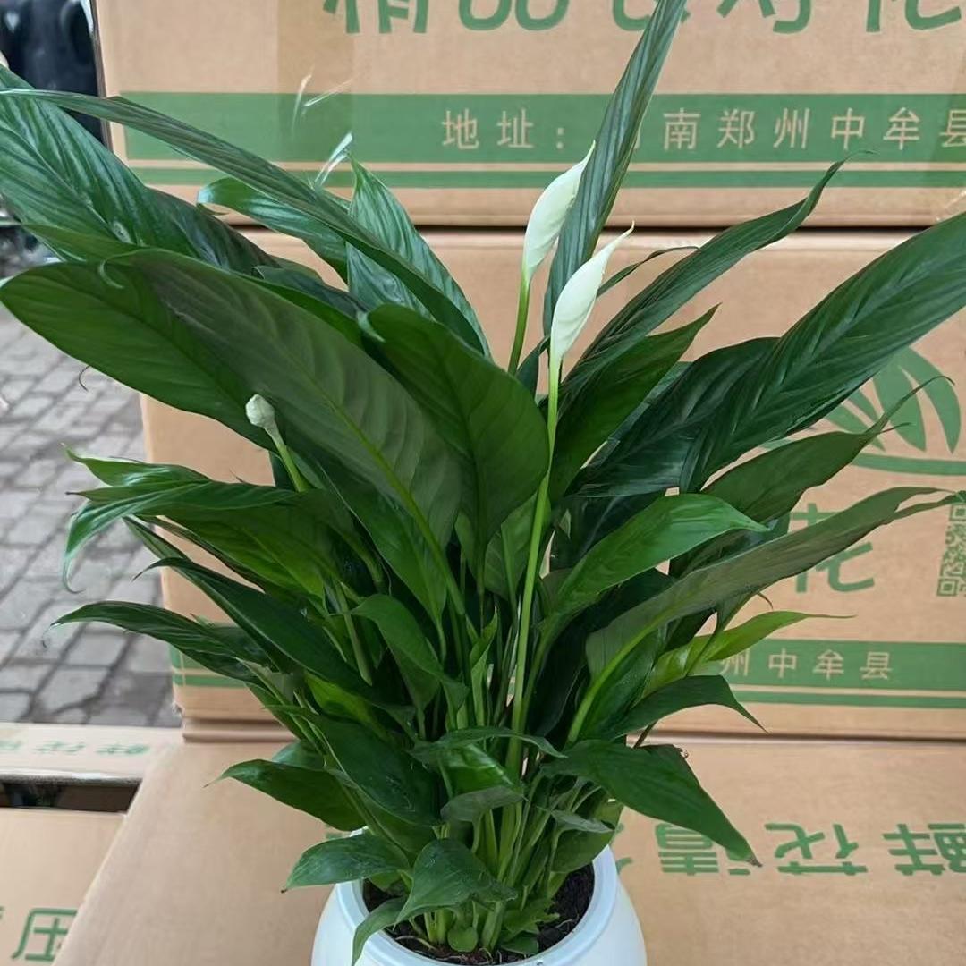 杨的花卉