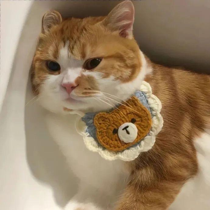 帅气的大蟑螂🪳