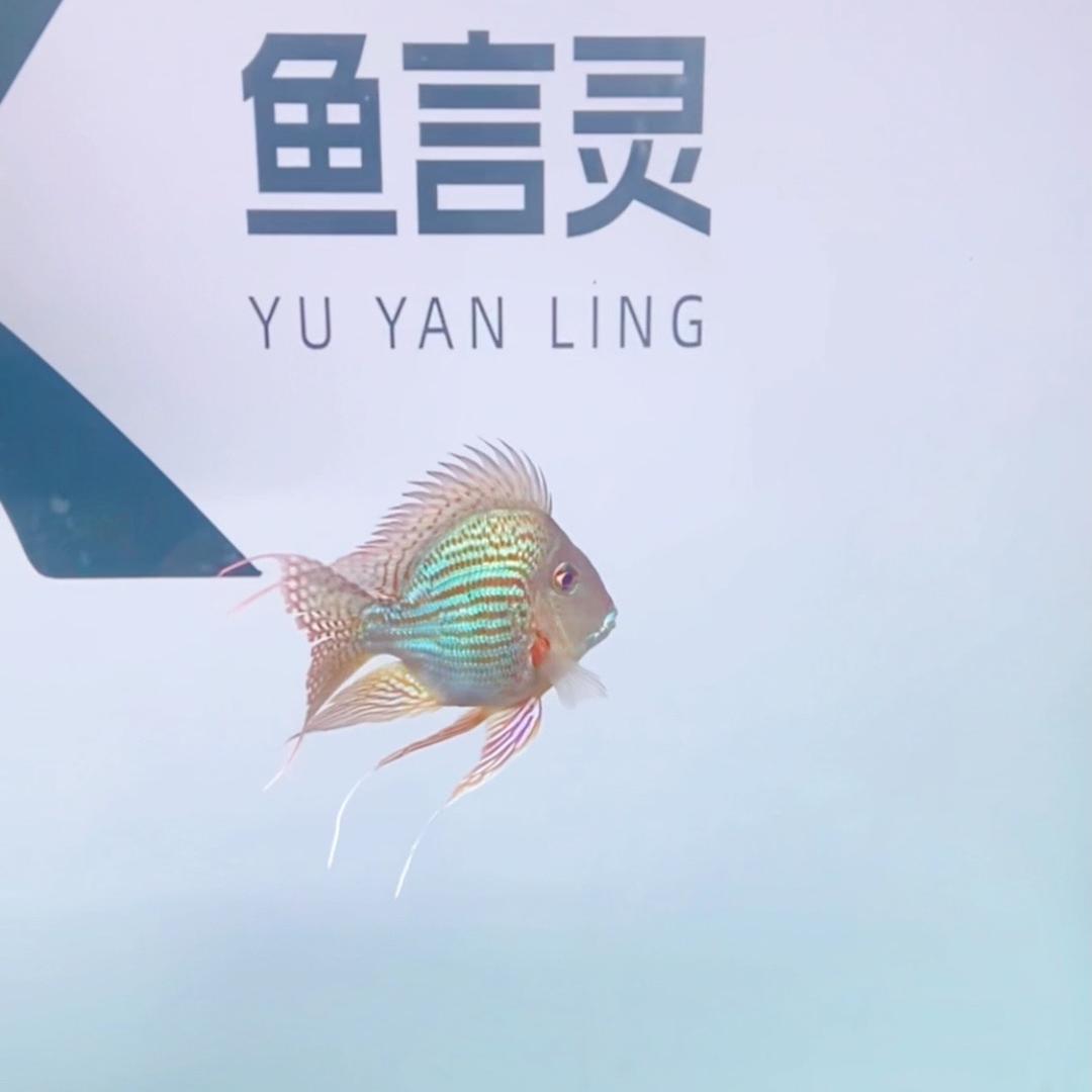 鱼言水族-精挑配鱼的头像
