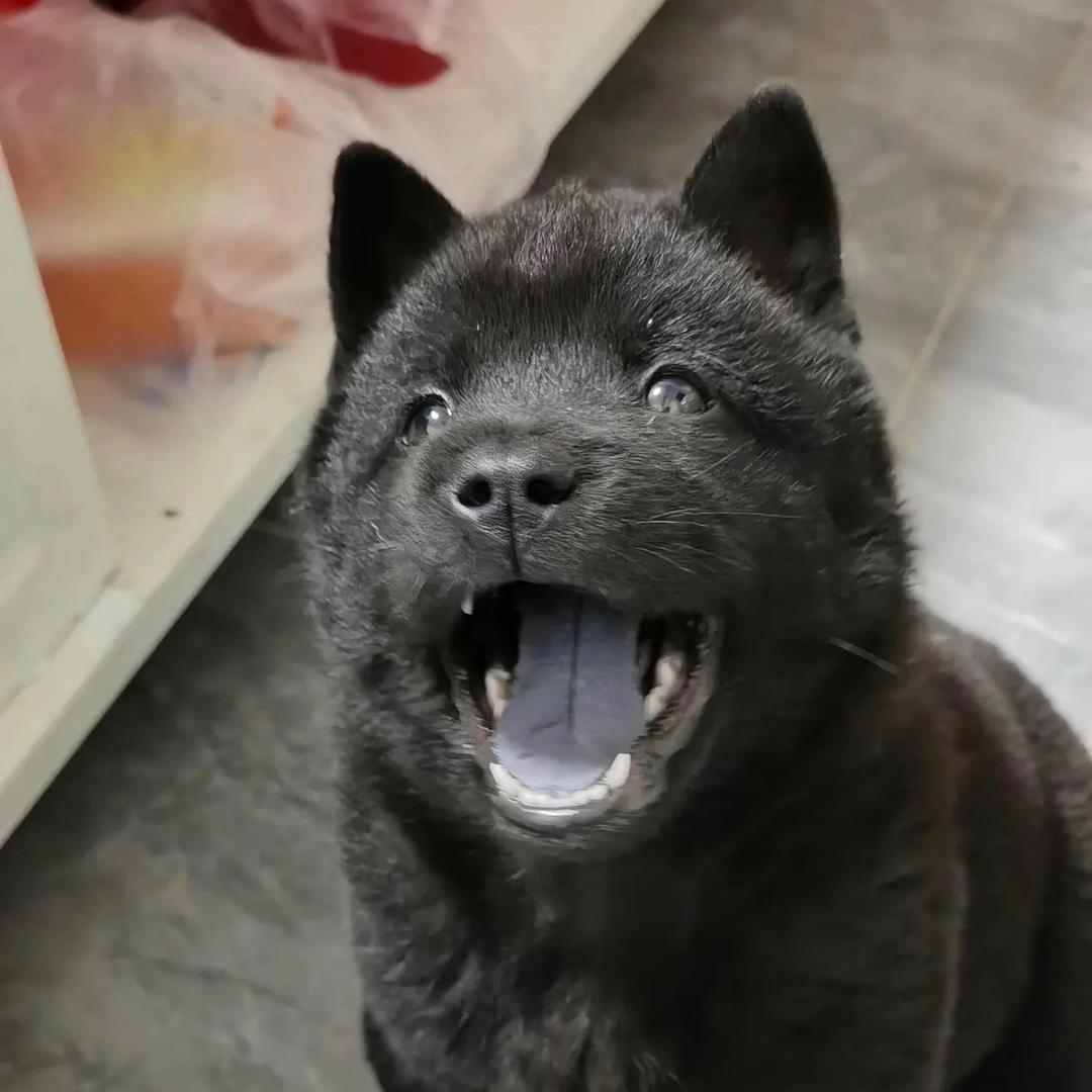 五黑汪汪队萌宠🐶