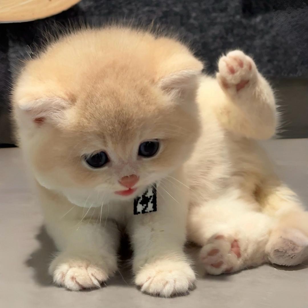 ty.猫小院（苏州渐层猫）