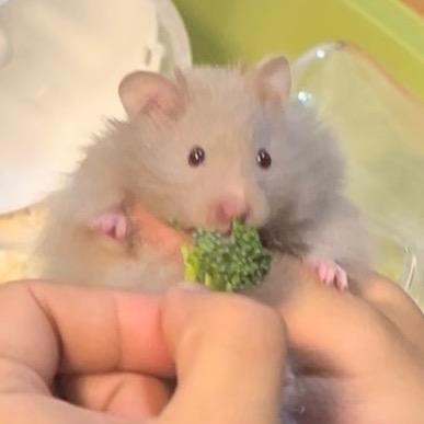 牙膏鼠鼠