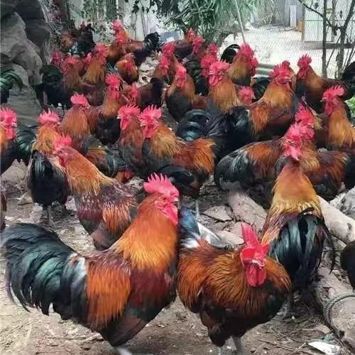 批发鸡鸭鹅
