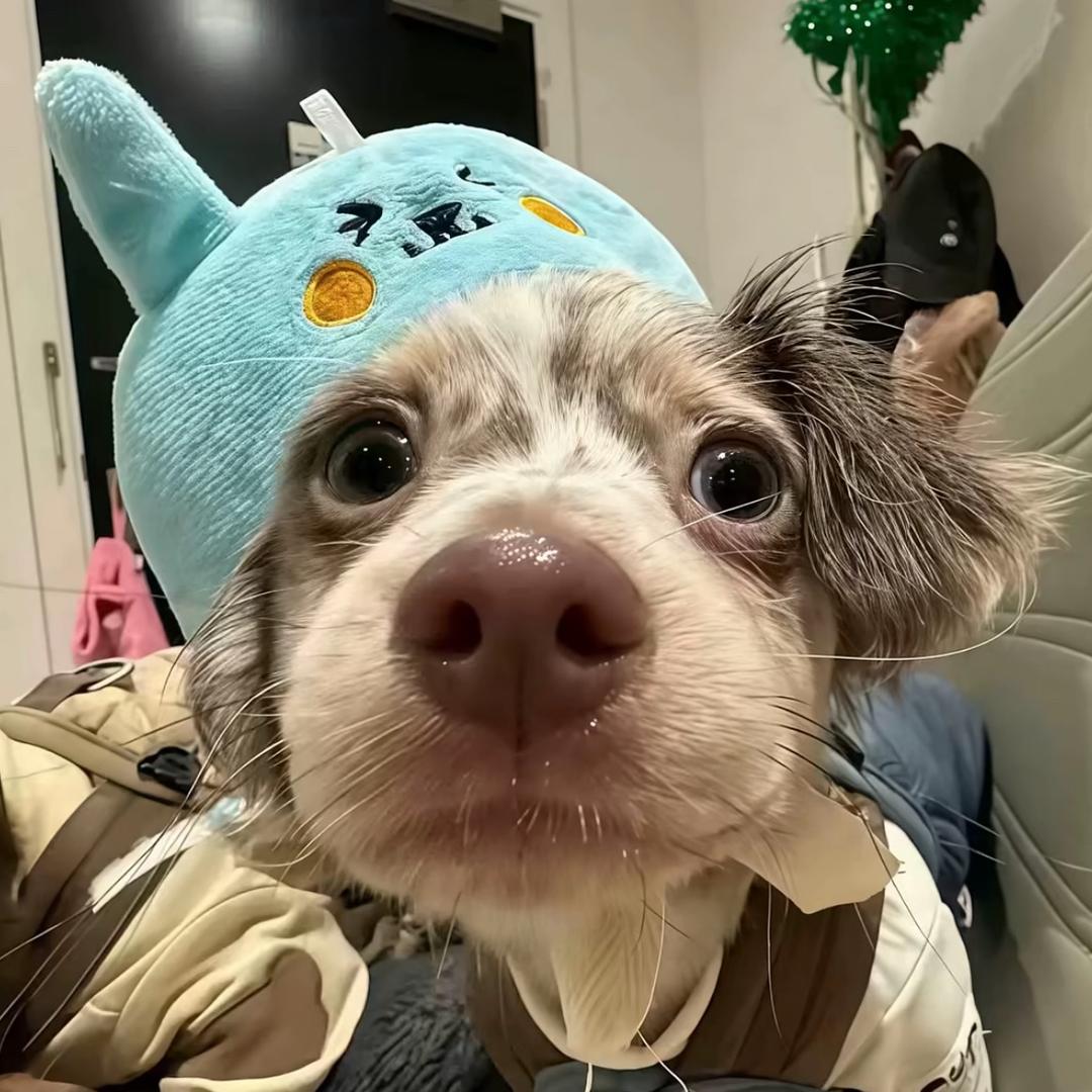 鱼鱼一鱼