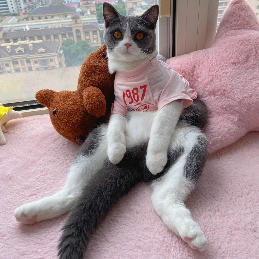 奶油泡芙不能吃🐱@抖音