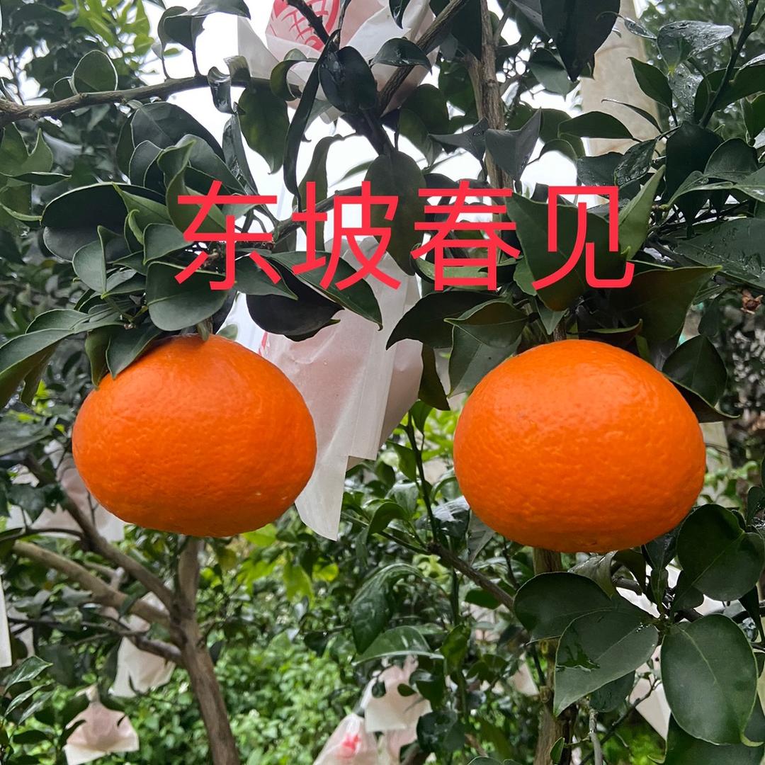 东坡春见
