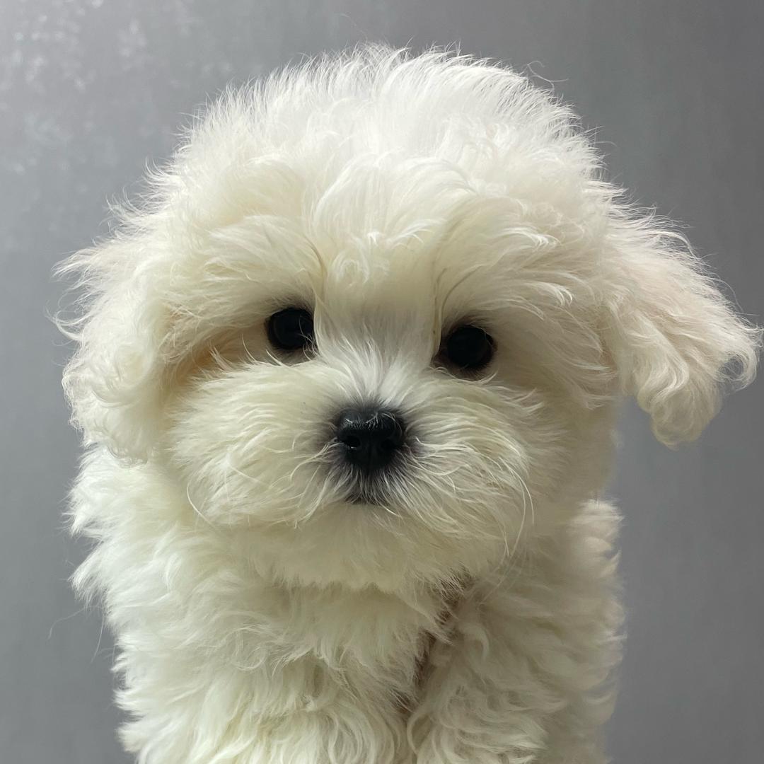 福宝家的韩系比熊