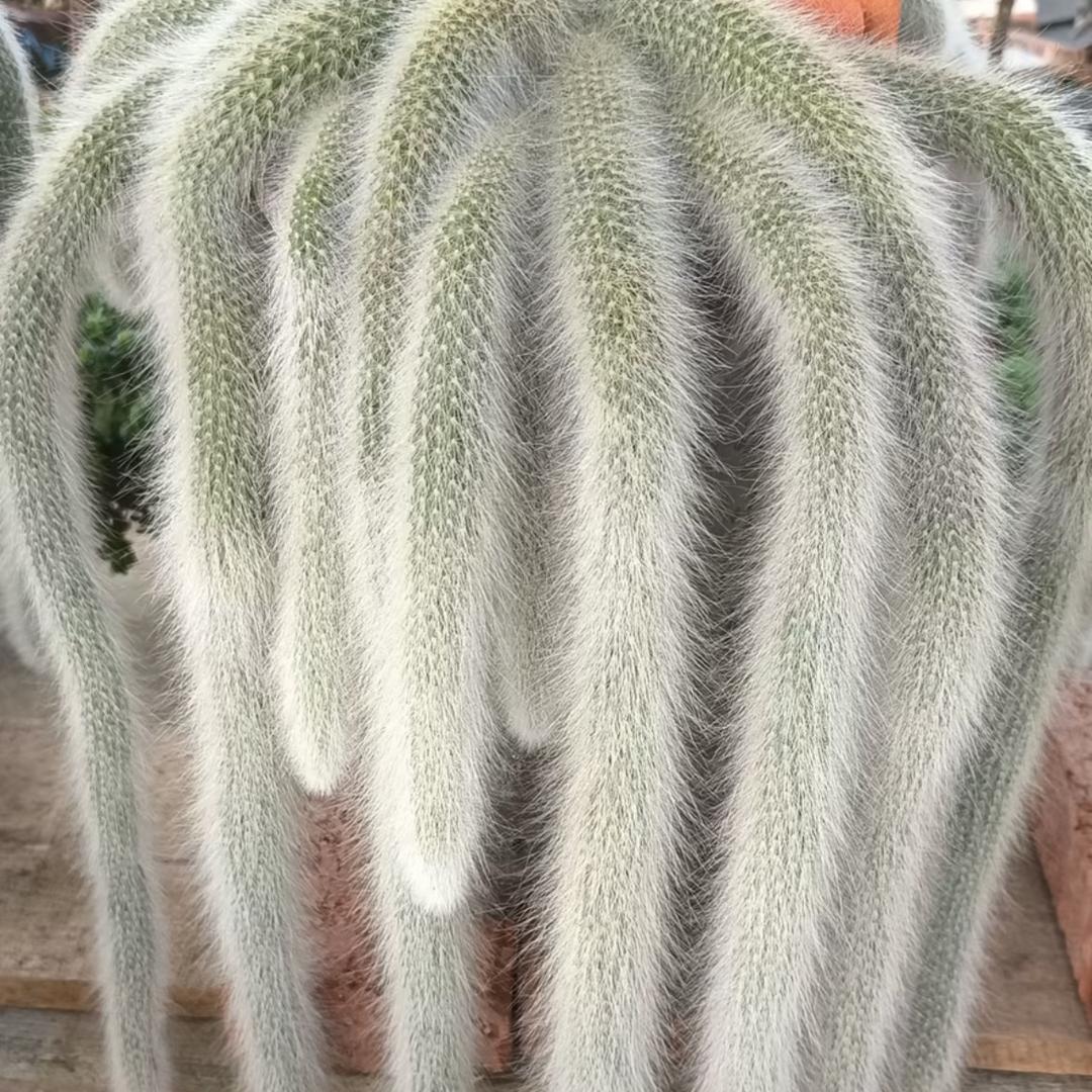 青州市花小旺花卉园艺