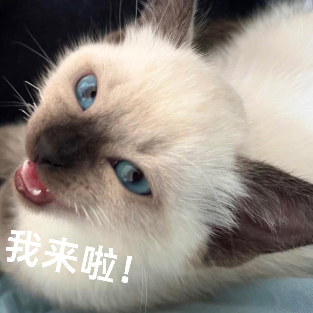 贝贝拆卡（早起版）