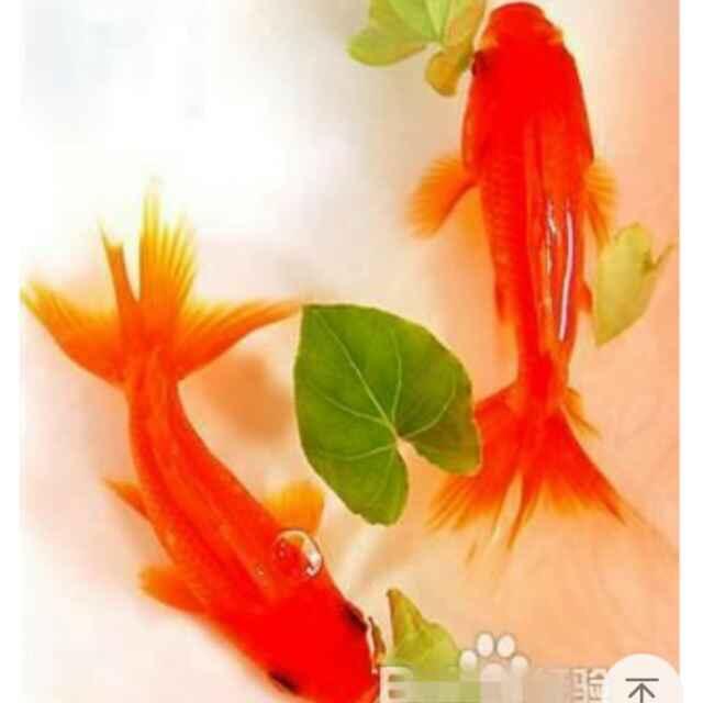 水中明月
