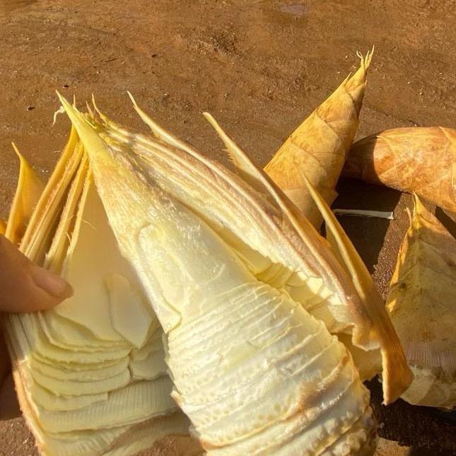 新鲜现剥冬笋肉