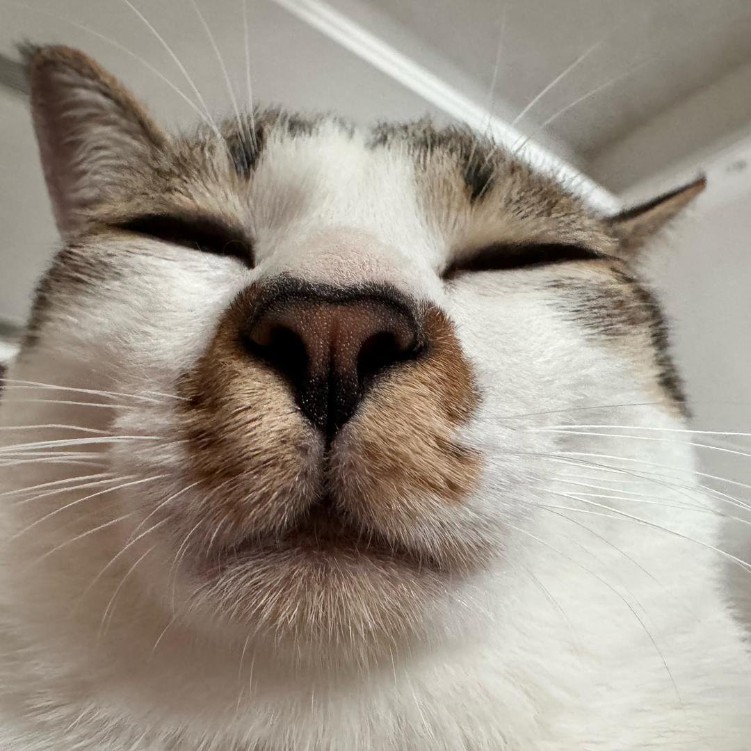 咩咩是个小尿包