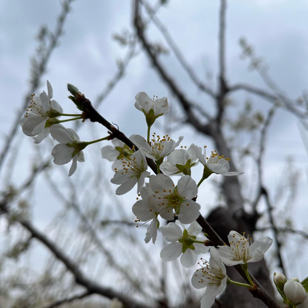 麦芽糖糖@