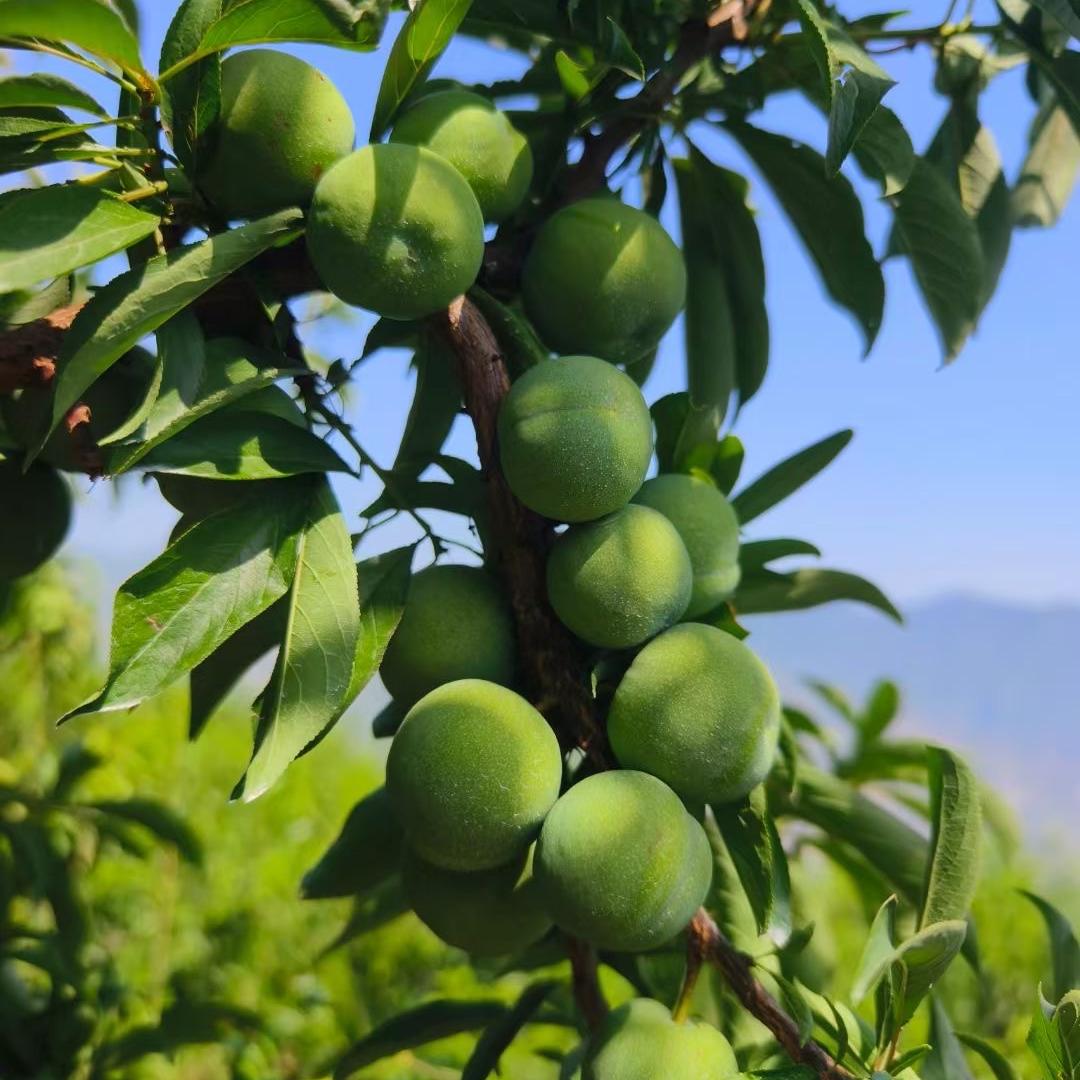 巫山县蜜糖水果服饰铺子