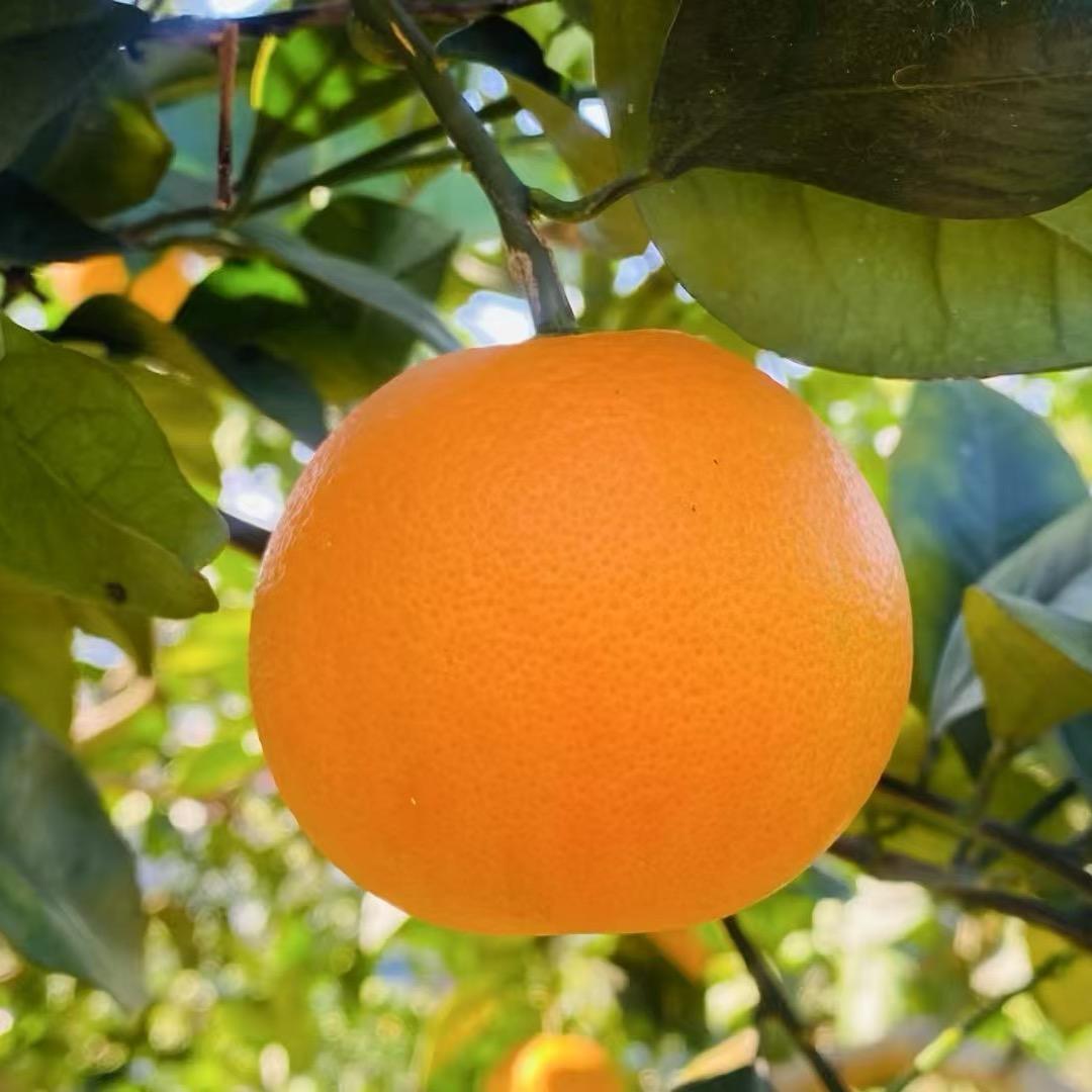 橙心橙意🍊