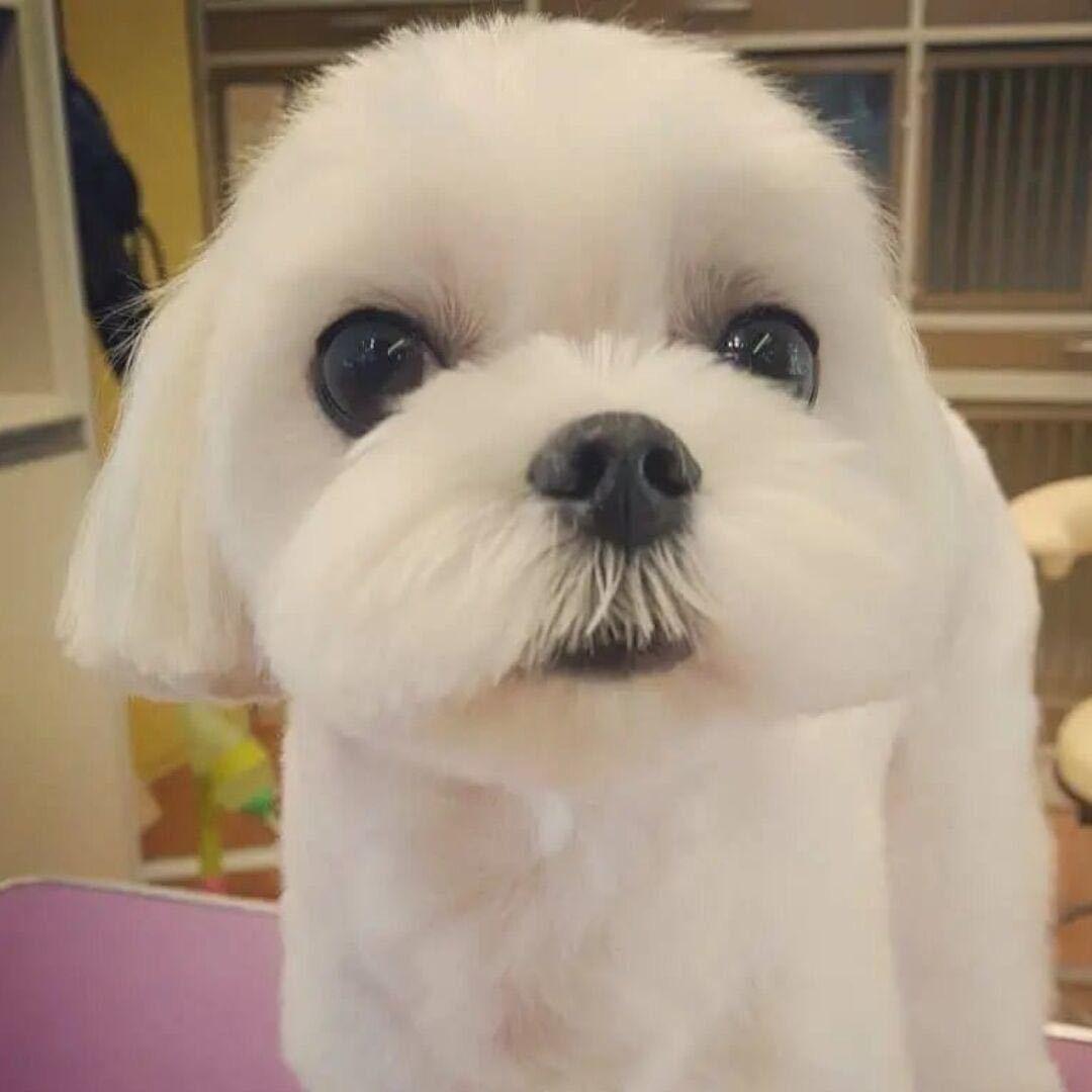 卡布达狗狗形态