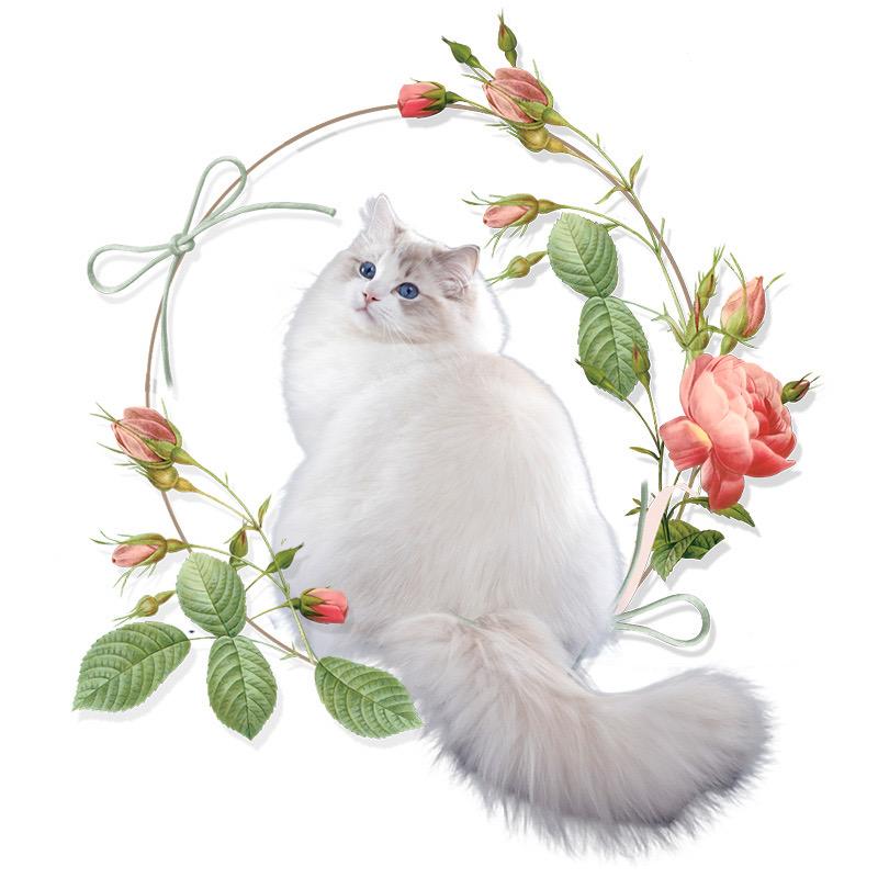 笑笑与布偶猫🍓
