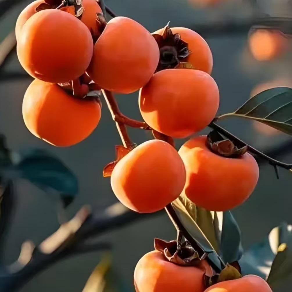 耘茂果树苗木专营店