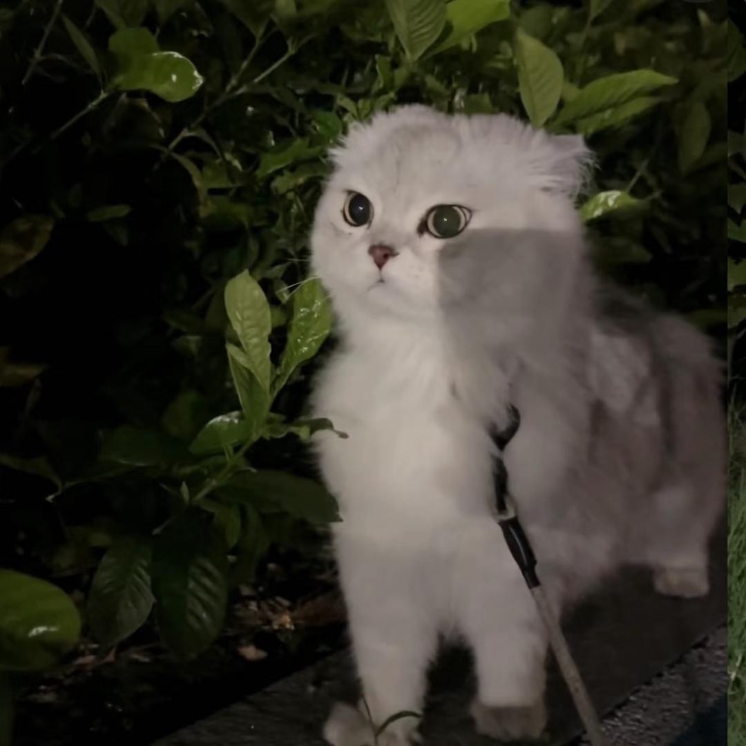 白云胖浮浮