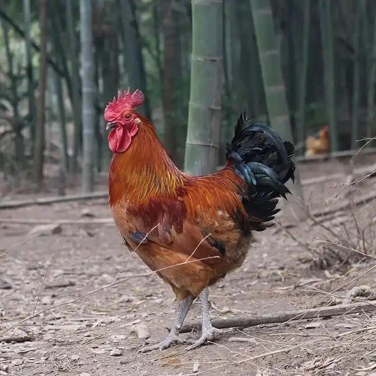 湖州泰森