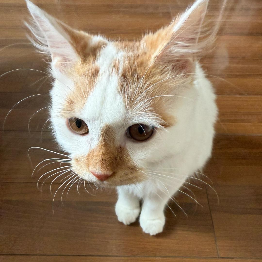 邪恶猫耳