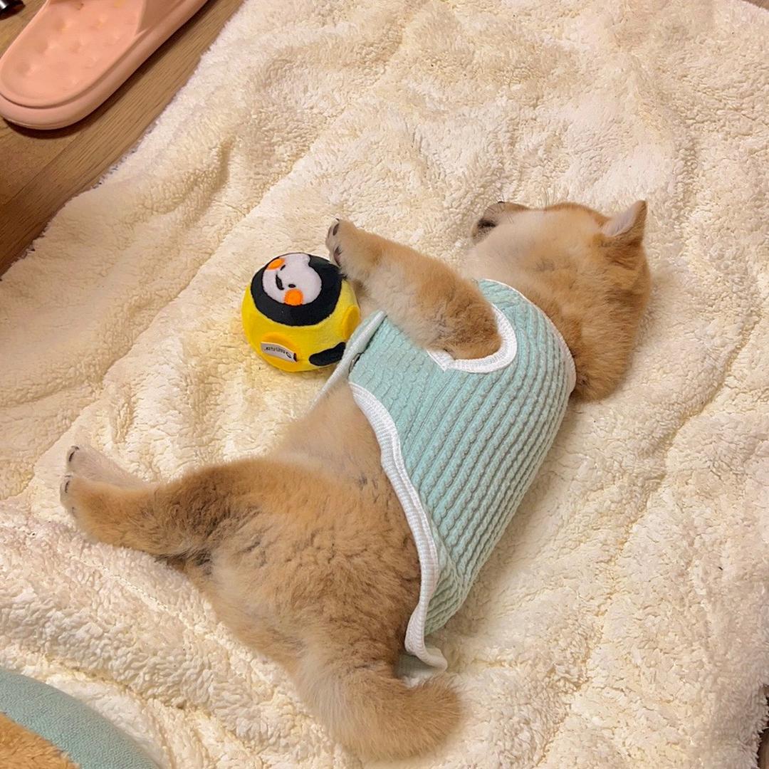 旺财只爱吃