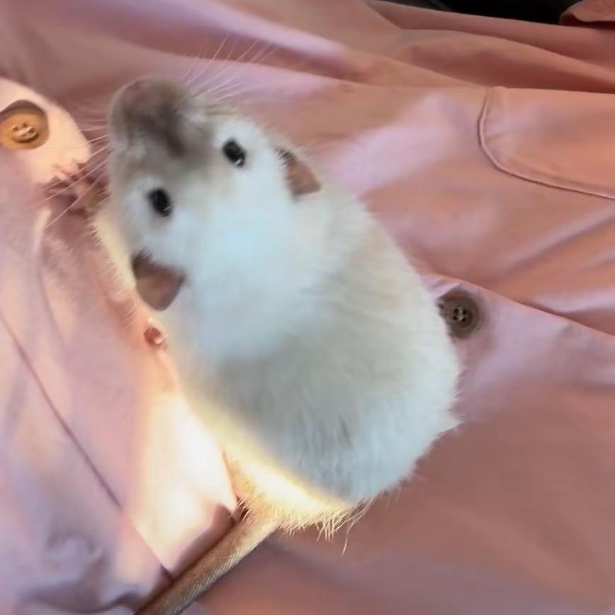 狗狗屁