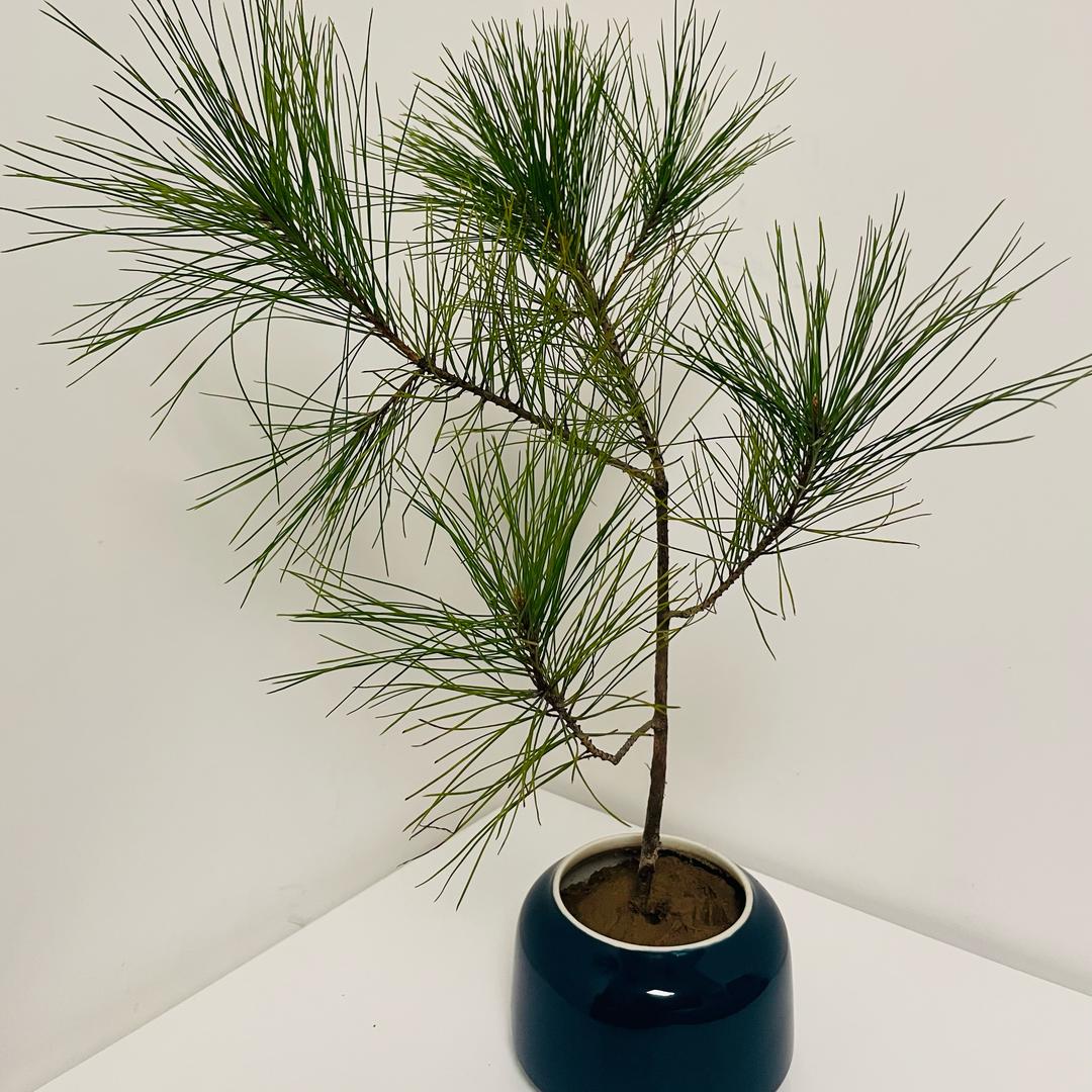 蔺家羊绒工厂店