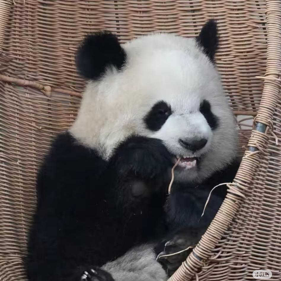 智慧宝宝