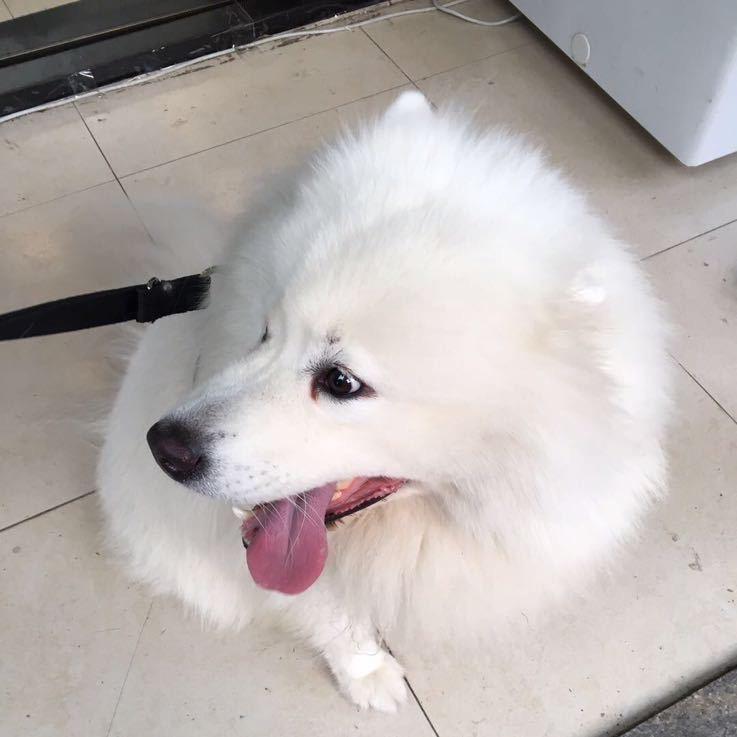 欢宠犬舍