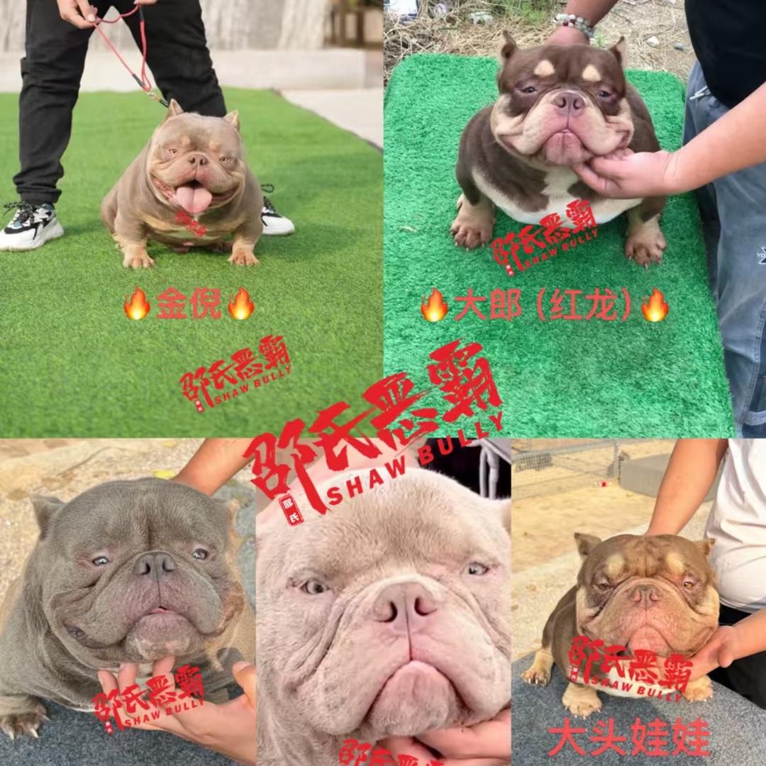 江苏邵氏恶霸犬繁殖基地（直播账号）