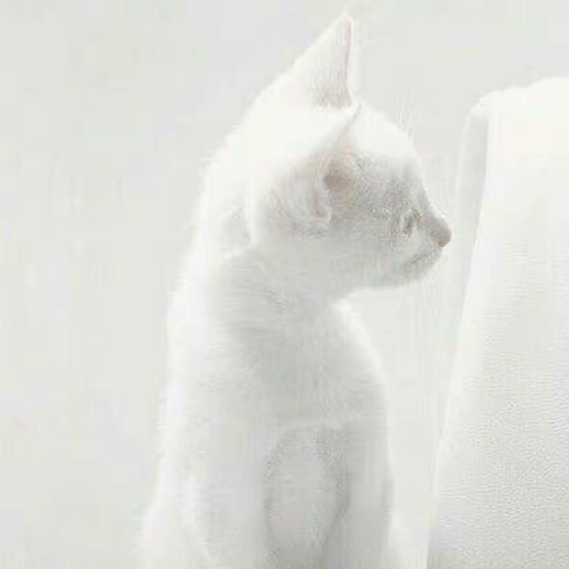 赵什么