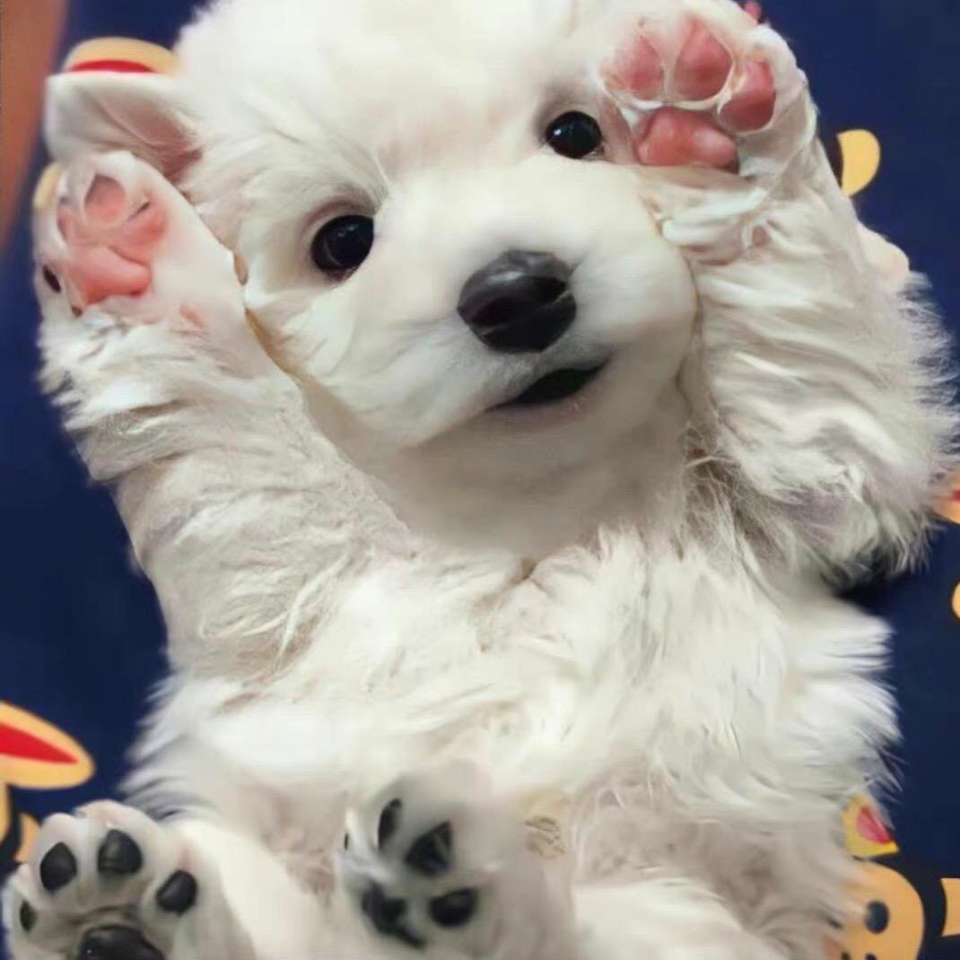 吃猪蹄