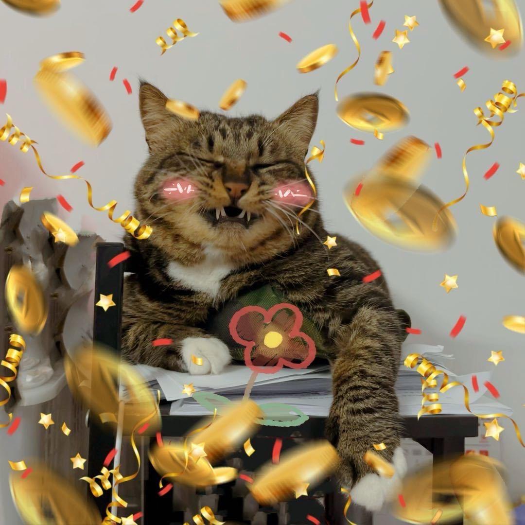 李小猫是只河南猫