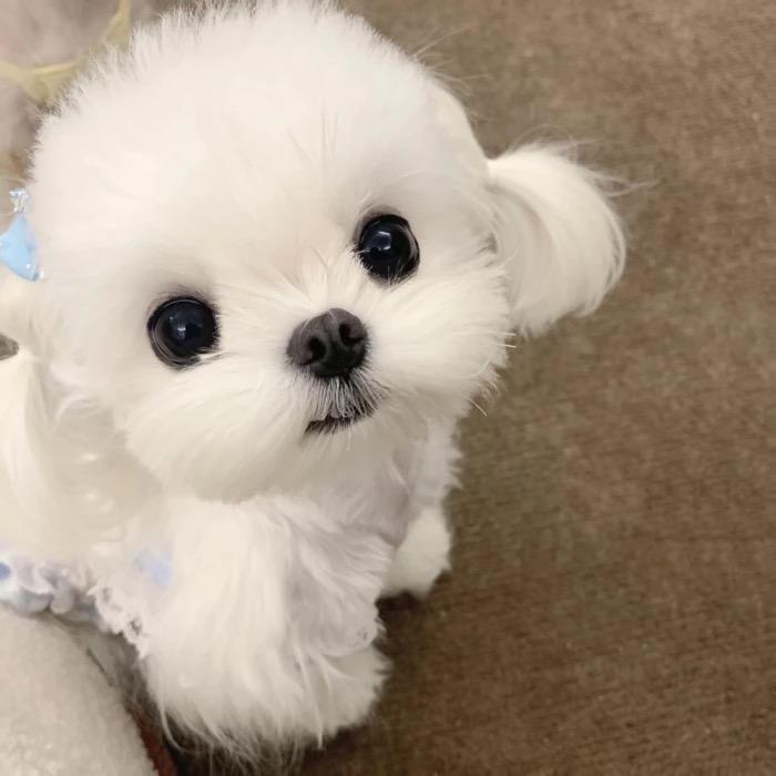 憨憨家的小可爱💕