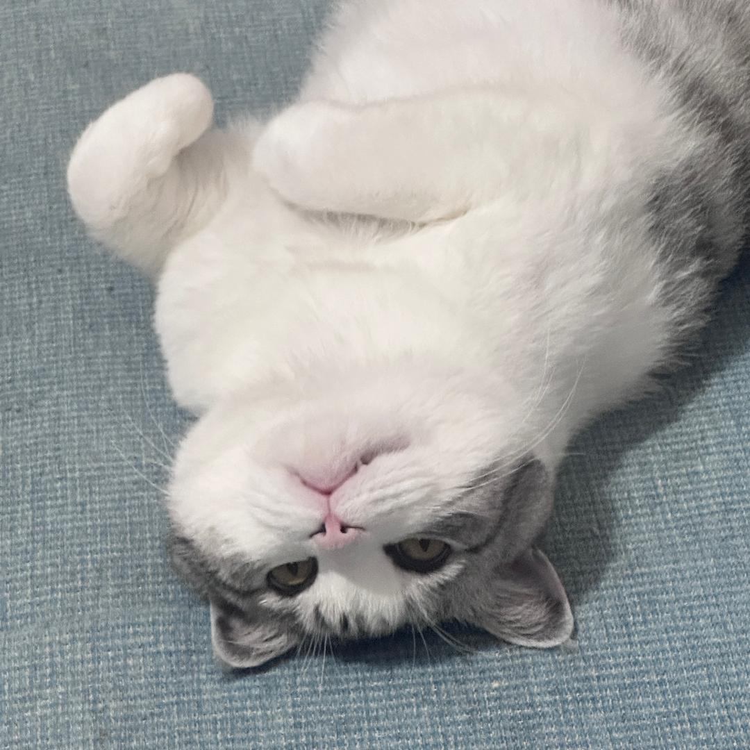 紫黄瓜人