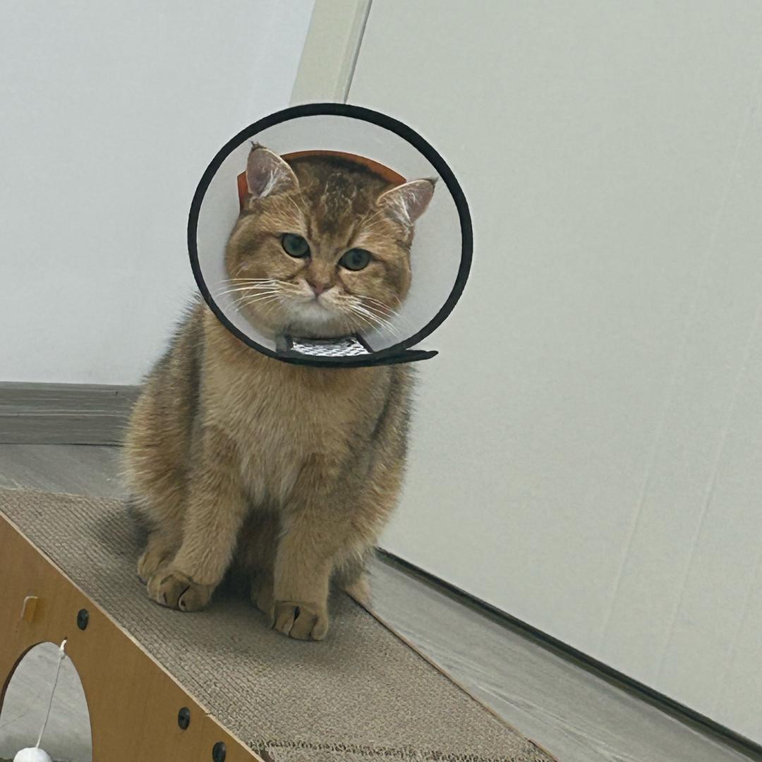 龙湖好房情报员鸭鸭