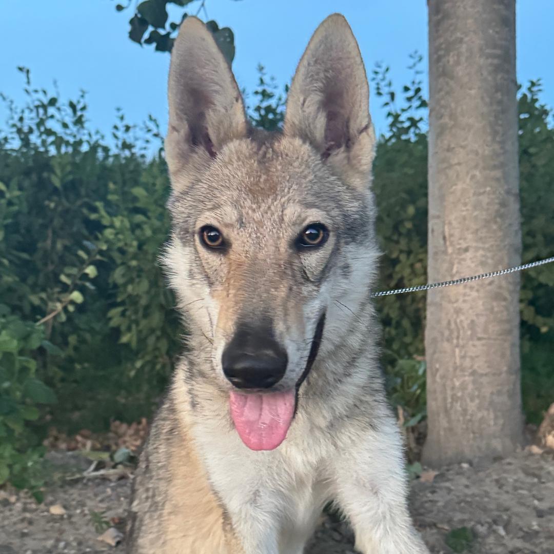 虎芽儿（铲车开饭！）