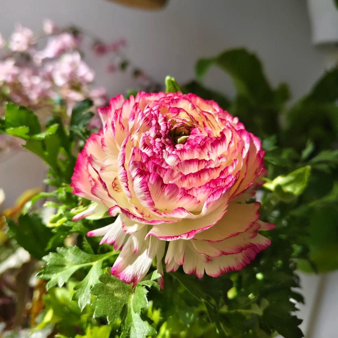 锦绣花缘